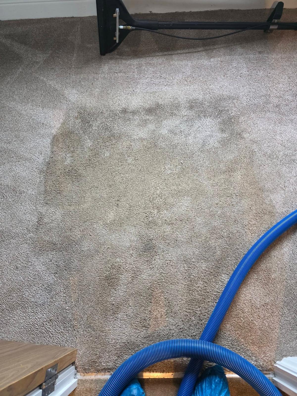 Professional carpet cleaning extraction wand removing embedded dirt