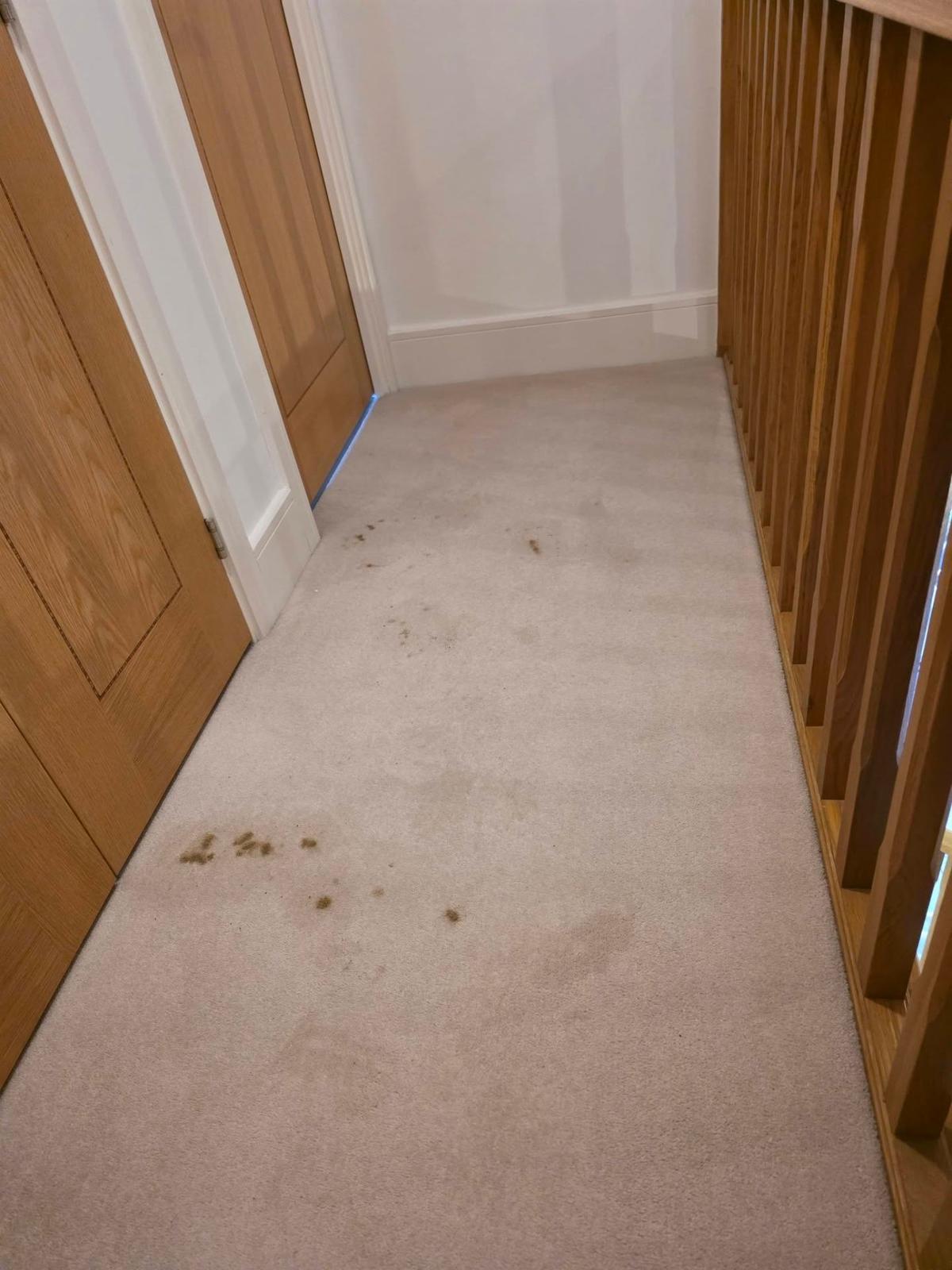 Hallway carpet with multiple pet stains before professional treatment