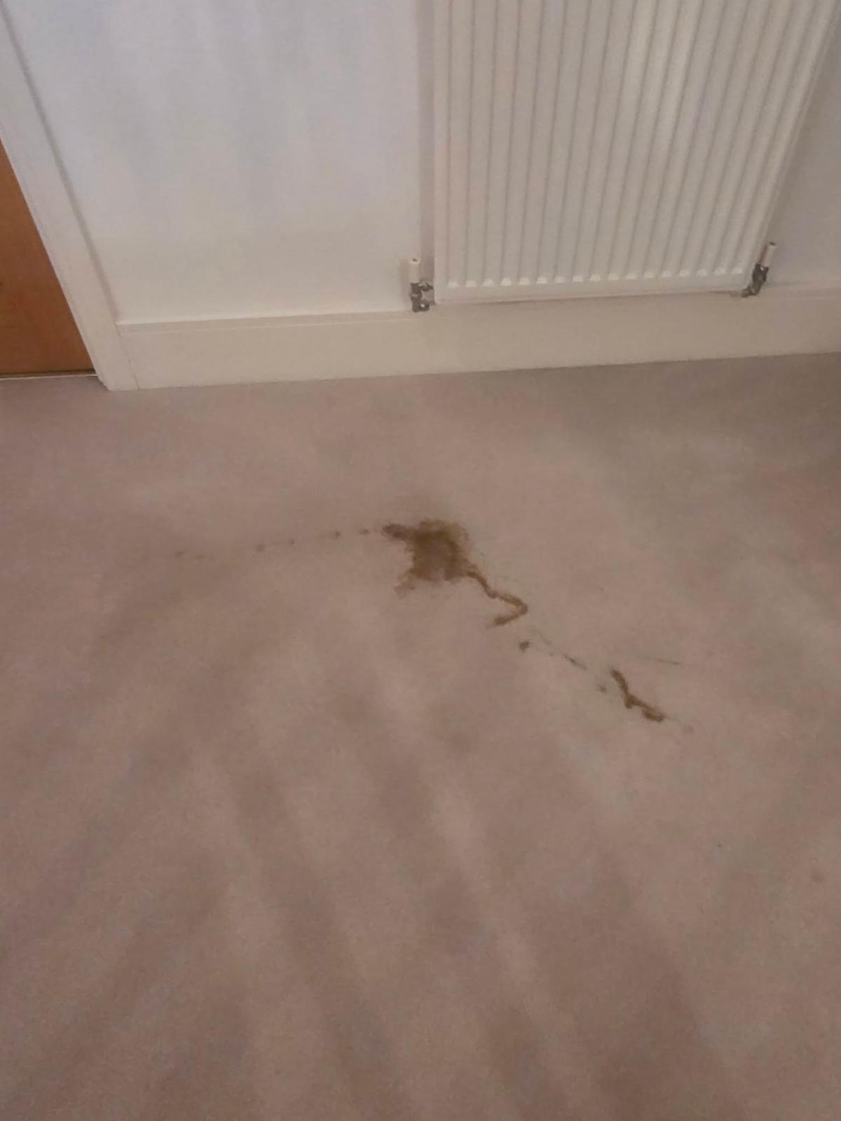 Pet urine stain on carpet before professional enzyme treatment