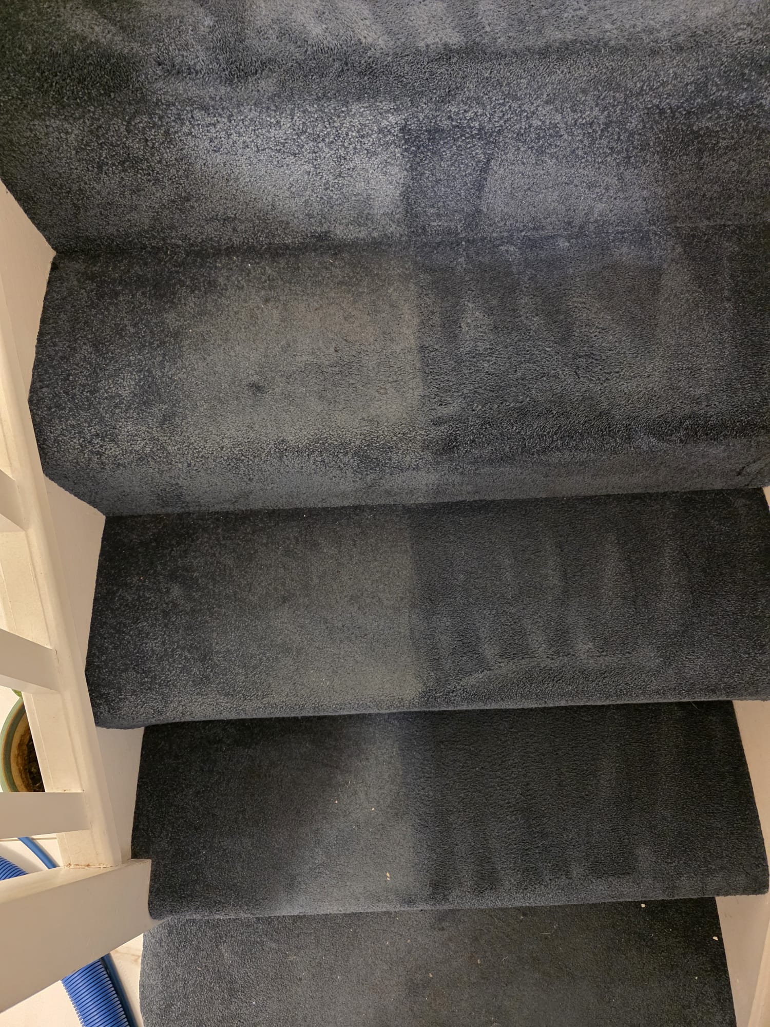 Dark blue staircase carpet professionally cleaned showing fresh extraction lines